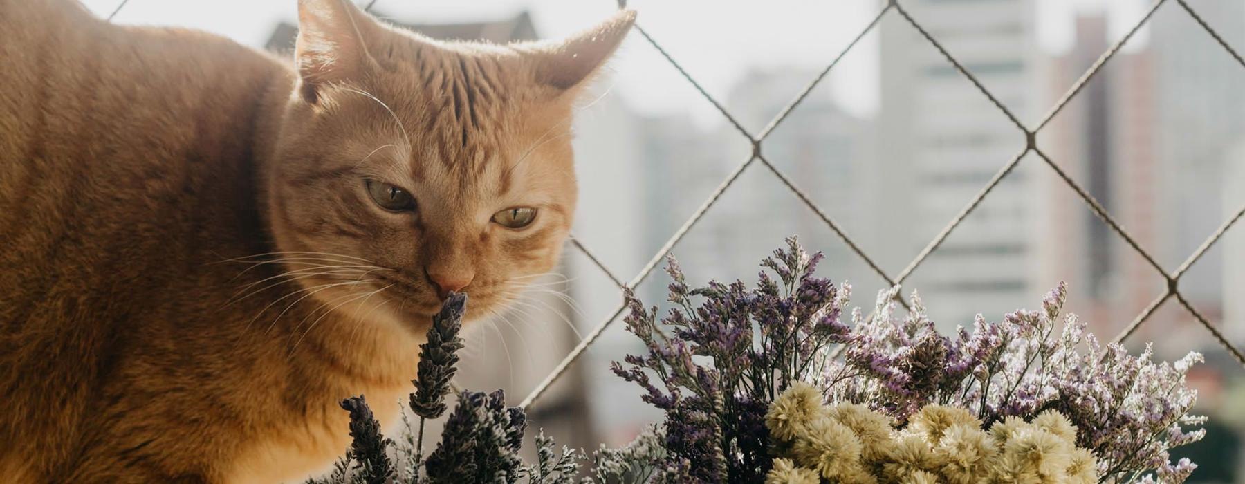 a cat smelling a plant